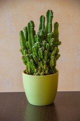 Beautiful cactus in the light green pot close-up on the brown table