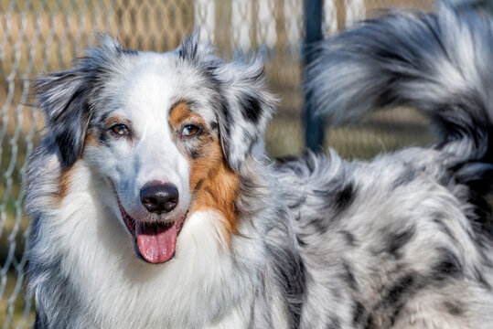 Blue merle australian shepherd portrait