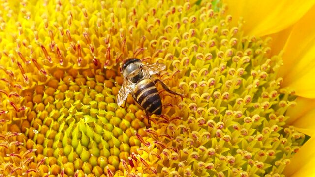 4K Bee working and gathering pollen from sunflower in field. Field of sunflowers. Sunflower swaying in the wind