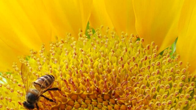 4K Bee working and gathering pollen from sunflower in field. Field of sunflowers. Sunflower swaying in the wind