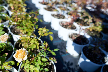 Obraz na płótnie Canvas Rows of flower pots in a flower nursery