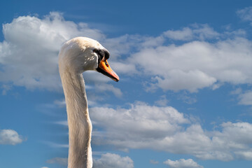Close up of Mute Swan's head and neck against blue sky background