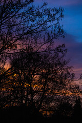 Winter Evening Sunset Behind Trees Autumnal Oranges