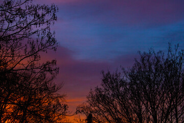 Fototapeta premium Winter Evening Sunset Behind Trees Autumnal Oranges