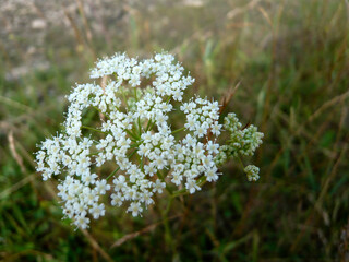 White flowers of yarrow in the field, wild flower, Altai wild herb, medicinal plant, grassland plant, macro close up © eva