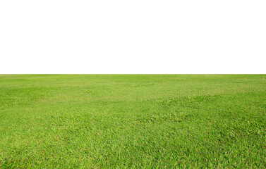 Obraz na płótnie Canvas green grass on a white background