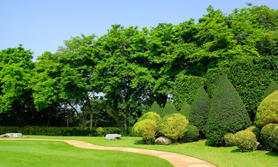 Fototapeta premium trees in the park