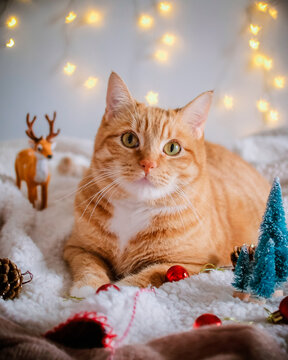 Cute ginger cat looking at the camera surrounded by christmas decoration: star shaped lights, deer, pine cones, pine trees and red christmas balls