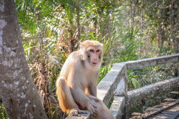 Desi monkey sitting on a bench