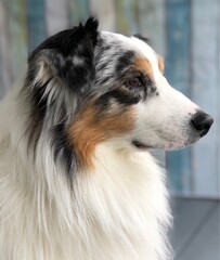 portrait of australian shepherd dog