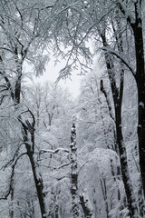 The deep forest of Sabaduri in the snowy winter.