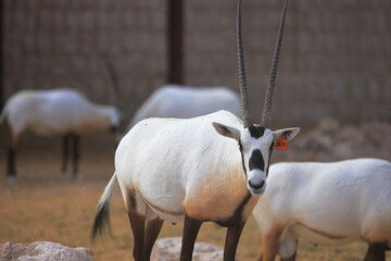 Arabian Oryx on a farm.