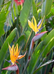 bird of paradise flowers in tropical environment