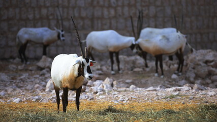 Fototapeta premium Arabian Oryx on a farm.