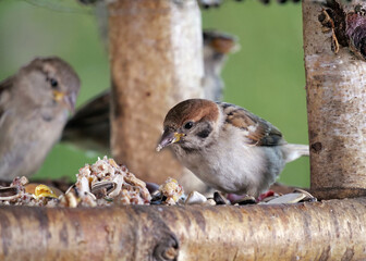 mehrere Spatzen in einem Futterhaus fressen Vogelfutter, Passer domesticus
