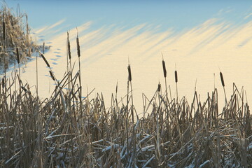 Fototapeta premium Cattail lit by the sun against the background of a snow-covered pond