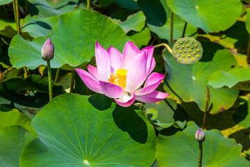 Lotus flowers (Nelumbo), Thap Cham, Ninh Thuan, Vietnam, Asia
