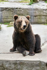 Brown bear sitting on a rock.