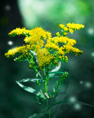 Yellow flower on a green blurred bokeh background
