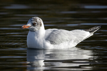 Retrato de una gaviota