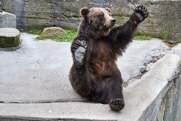 Brown bear sitting in a funny pose on a rock.	