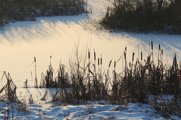 Cattail lit by the sun against the background of a snow-covered pond