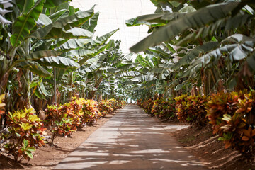 Banana trees with green leaves growing along path in tropical garden in summer