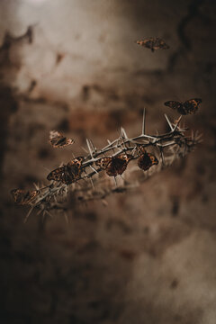 Little fragile butterflies flying over dangerous sharp crown of thorns with barbed spikes on blurred background