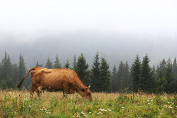 A red cow grazes in a summer meadow with mountains in the background. year of the bull. rural farm in the mountains. cattle grazing.