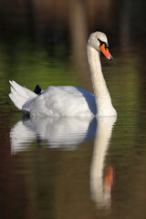 Cisne en el agua