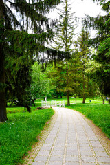 Green alley in the park. Trees and nature