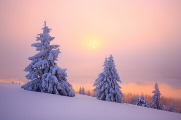 Picturesque winter landscape of snowy valley covered by coniferous woods at sunset