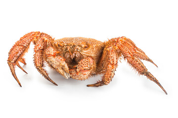 fresh cooked crab quadrangular hairy or red crab isolated on white background