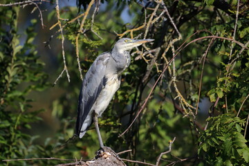 Fototapeta premium Garza 