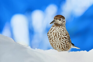 bird Eurasian nutcracker