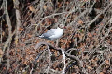 Retrato de una gaviota