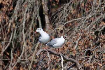 Retrato de una gaviota