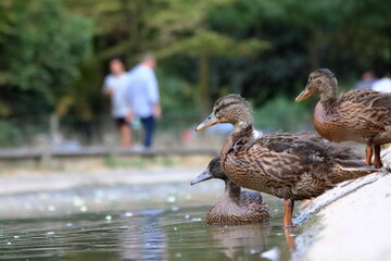Patos y personas en un parque