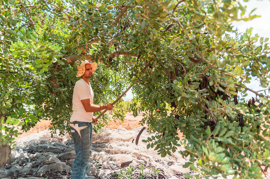Side view of male farm worker hitting carob tree branches with wooden stick while collecting ripe pods during harvesting season in summer day in countryside
