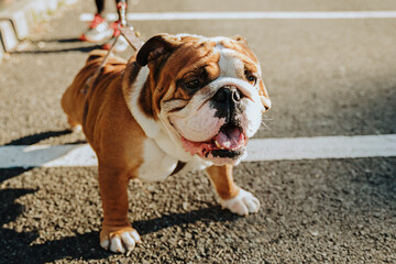 From above of funny purebred English Bulldog puppy with spotted muzzle standing on asphalt ground