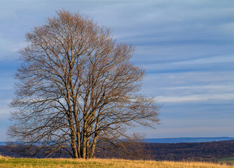 Blattlos in der Herbstsonne