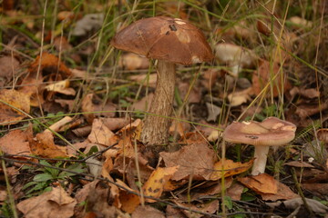 Leccinum duriusculum is a bolete mushroom in the genus Leccinum.