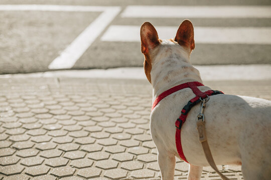 Back view brown and white French Bulldog with red collar standing on pavement and looking away