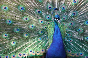 Obraz premium Retrato de un pavo real