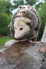 Virginia Opossum (Didelphis virginiana) Piled High with Joeys Walks Down Log in Rain Summer