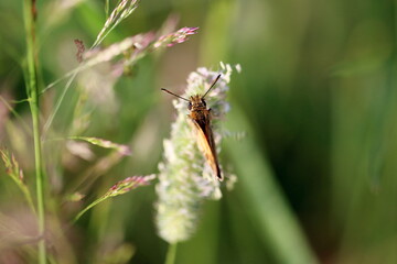 Mariposa en una flor