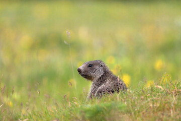 Naklejka na ściany i meble Juvenile marmot in the grass and flowers