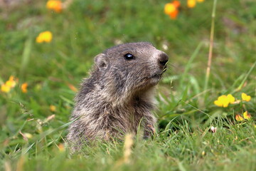 Juvenile marmot in the grass and flowers