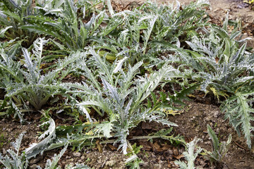 Thistles planted in vegetable garden