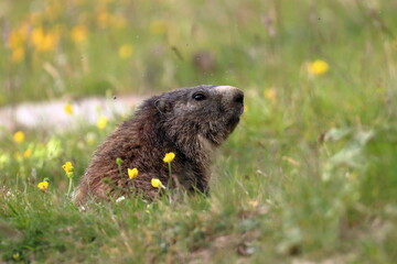 Juvenile marmot in the grass and flowers